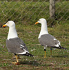 juvenile LBBG in October, ringed in Norway. (131273 bytes)